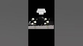 Pulang Almarhuma Vanessa Angel