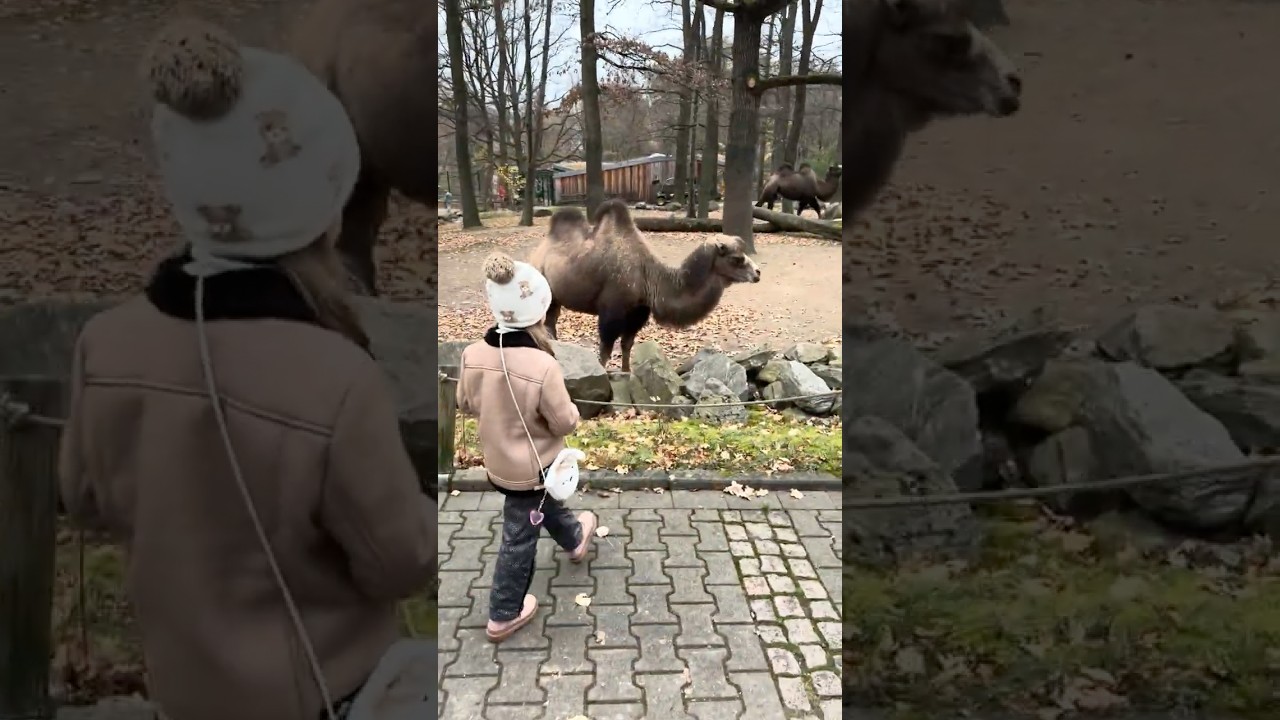 Как мы с верблюдом общались 😁 