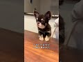 犬生一週目すぎる犬。 #チワワ #chihuahua #犬のいる生活 #かわいい犬 #面白い動画
