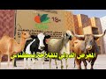 المعرض الدولي للفلاحة بمكناس الحولي البقر الماعز و الجمال