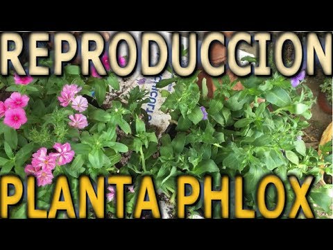 Video: Cómo Cultivar Plántulas De Phlox Drummond