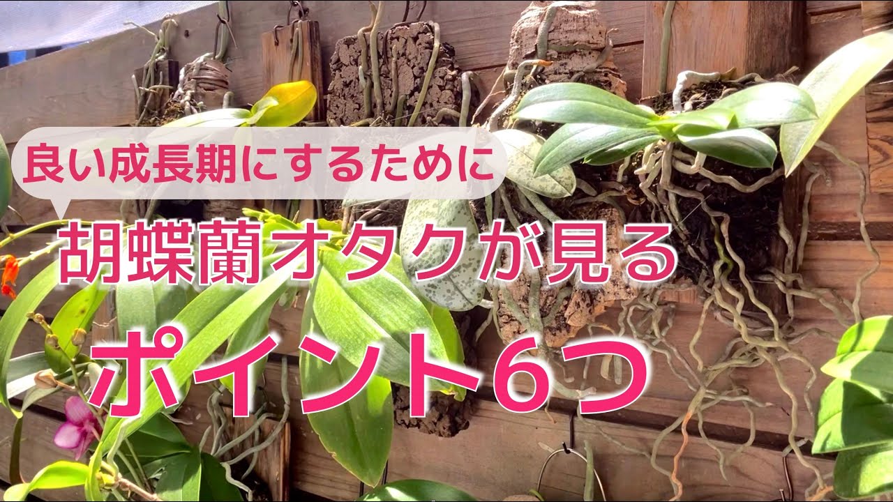 蘭栽培の実践ガイド（英語版） 6 Tips for those who want to have a better growth period - YouTube