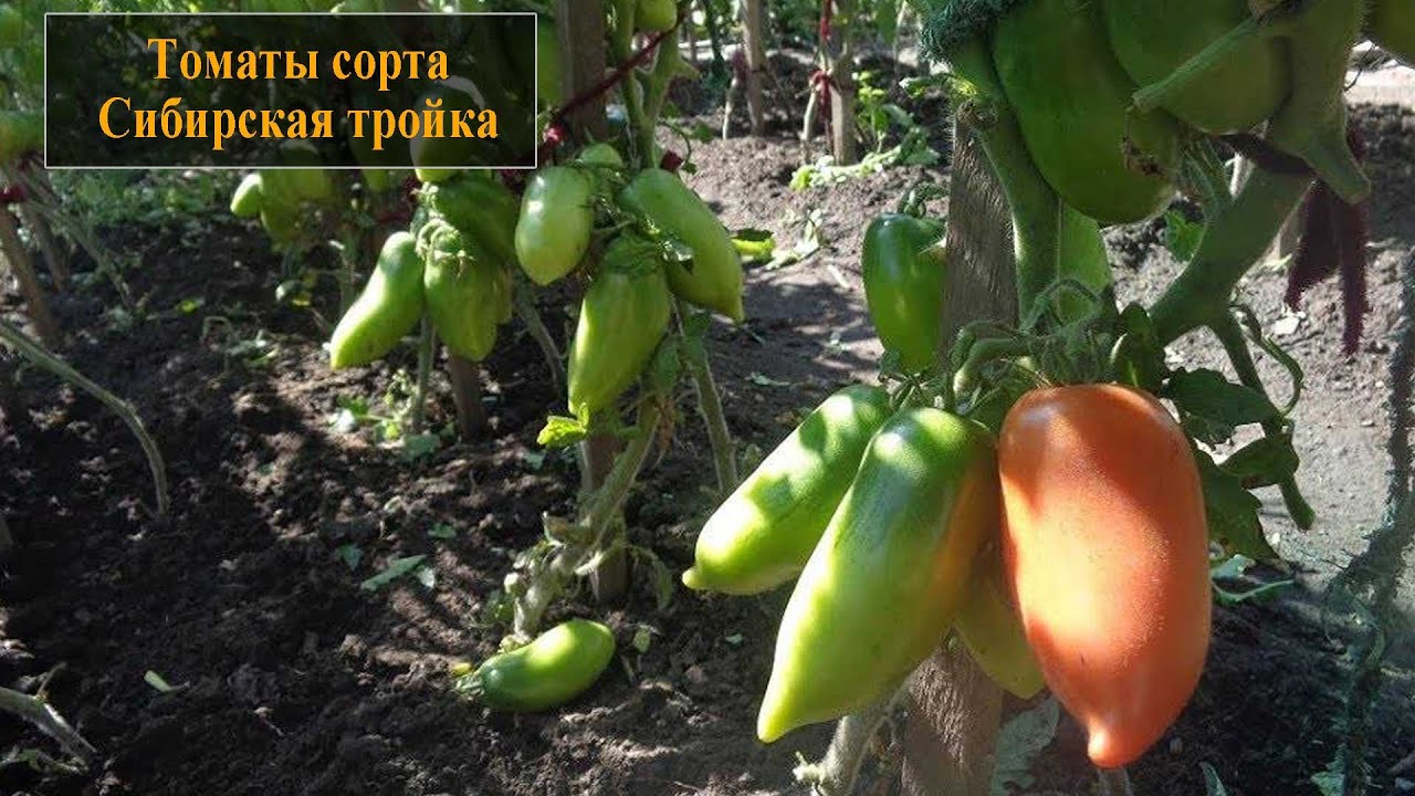 Томат сорта Сибирская тройка - YouTube