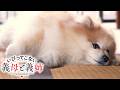 【いびこな】「今日のグンちゃん」一迅社CM06