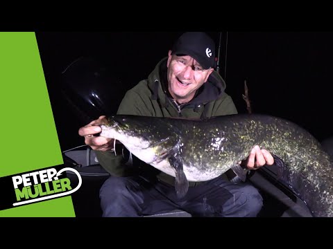 Welsangeln in der Heimat - Neue Stellen erkunden #waller #fishing #angeln