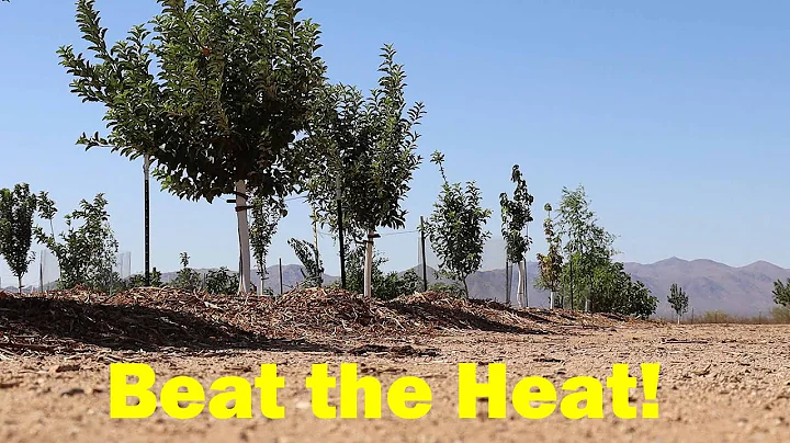 Drought, Heat & Fruit Trees | Summer Watering Schedule - DayDayNews