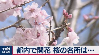 都内で開花 桜の名所は…
