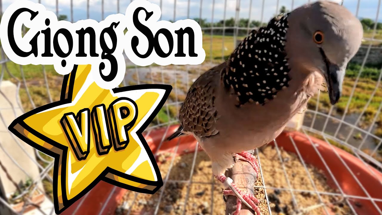 Cu gáy Giọng Son kích bổi nhanh nổi/Chim cu gáy giọng Son CỰC VÍP ĐỦ BÀI ( Chiêu + Thúc + Gù ).cugay