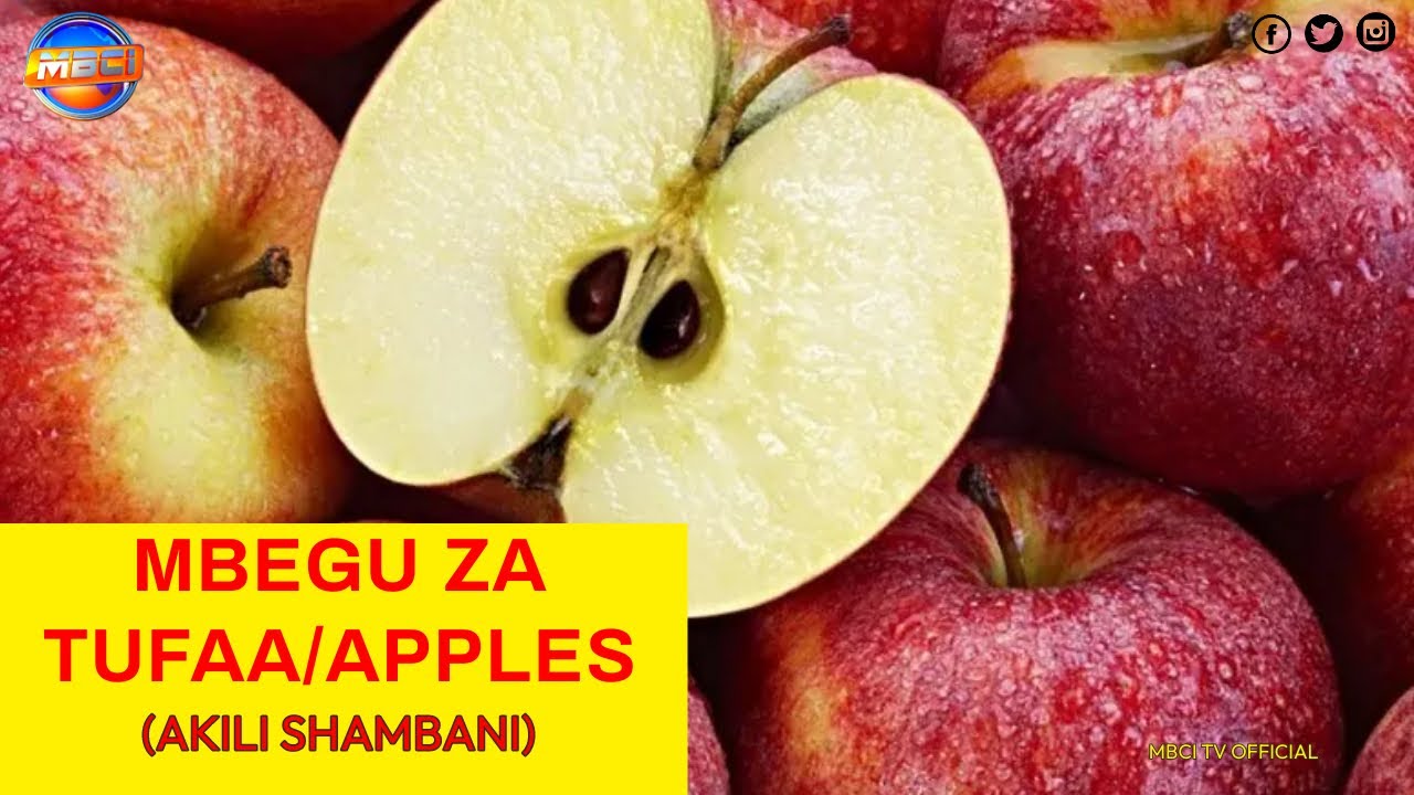 Mbegu za Tufaa (APPLE SEEDS) || AKILI SHAMBANI