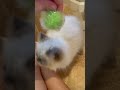 Ludwig 5 month old himalayan