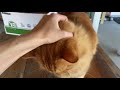 Middle of video