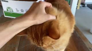 Boagrius the Fluffy Orange Cat Loves Getting a Head Rub!