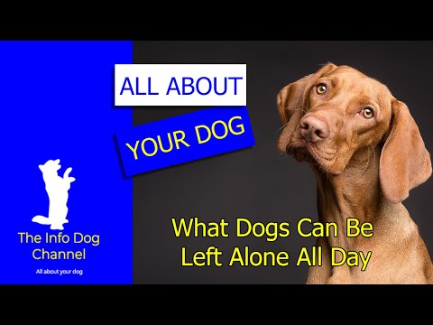 what dogs can be left alone all day