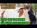 🔴 Live at Puri Cattle Farm - Contact Mubashir 03219254875 | Pura Collection 18th Live Bakra Eid 2020