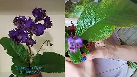 Стрептокарпусы уход. Когда лучше пересаживать стрептокарпус?