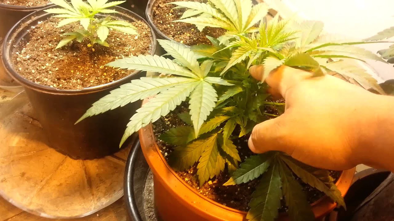 RPK,  Blue Cheese,  BluBonic,  grow update
