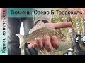 Рыбалка в Тюмени на озере Большой Тараскуль. Карась как из пулемёта.