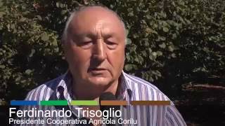 Nocciolo, la cooperativa Corilu punta sull'agricoltura di precisione