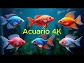 Acuario en 4K | Música Relajante para Niños y Familias