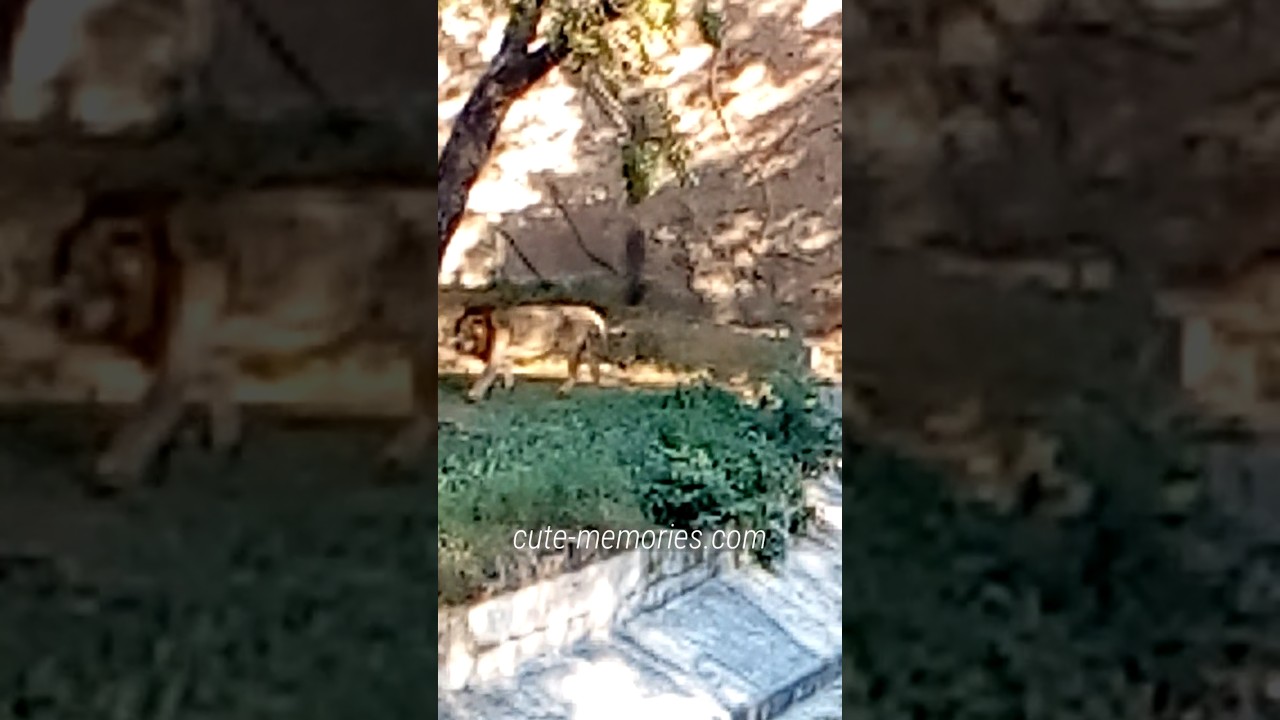 Delhi Zoo Lion Part Four | #lion #delhizoo #delhizoologicalpark  #wildlife