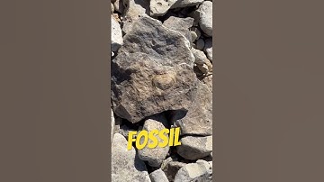 Fossils #nature #fossil #fossils #geology #rocks #paleontology #coolrock #rock #shorts #interesting