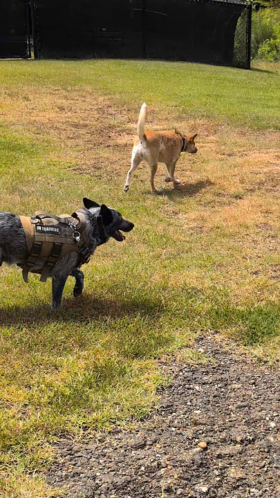 walking w Schnoofertons #schnoodlelove #schnoofertons #cutedogs #rescuedogs #dogs #blueheeler #acds