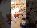 love any animals anywhere || #maliindrajit #education #animallovers #cow #cowvideos