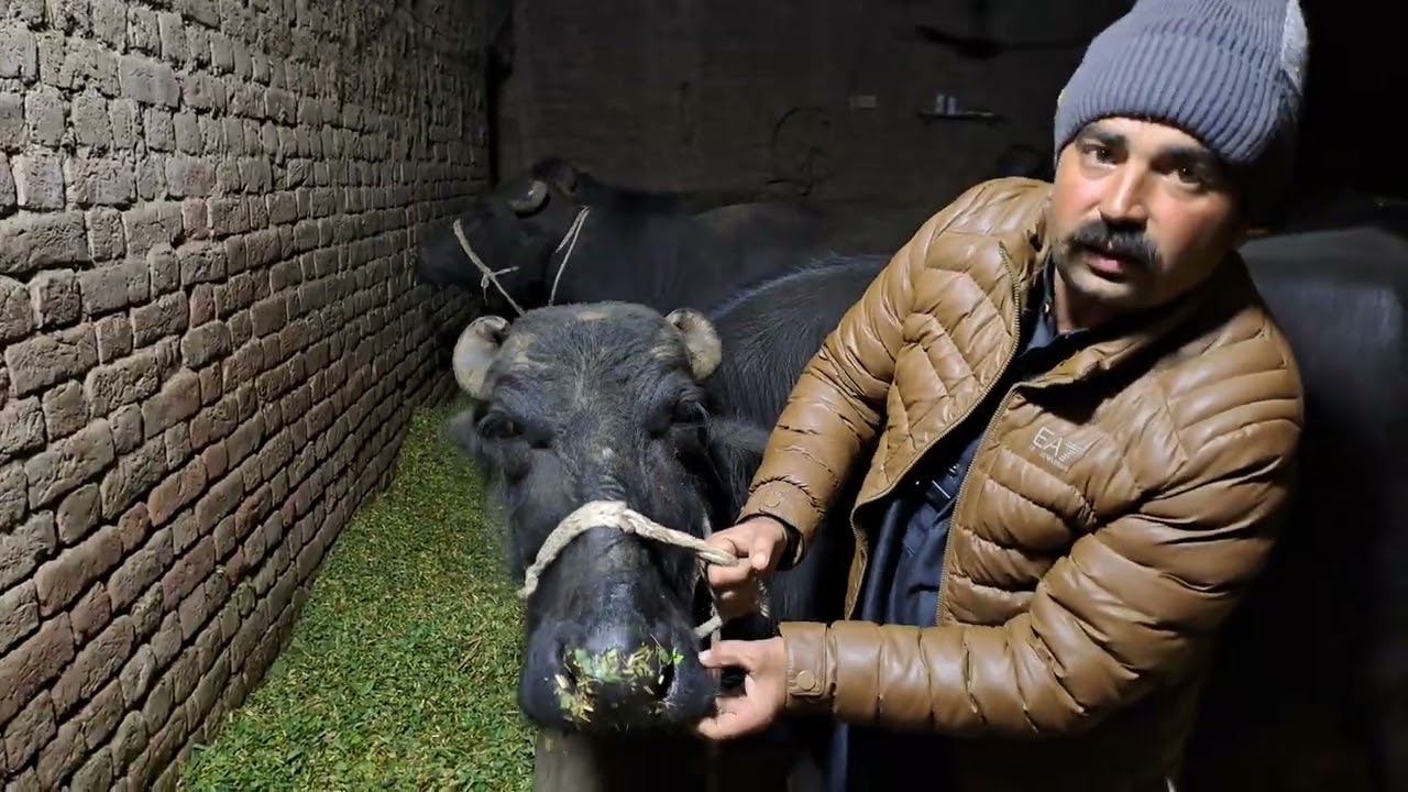 ایک پہلن جھوٹی فار سیل 