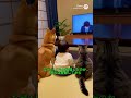 🙇‍♂️お辞儀は文化です。| Bowing is part of the culture | #柴犬 #ショート動画 #かわいい