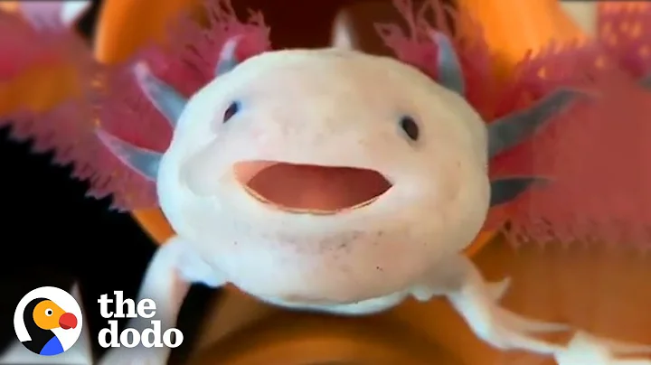 Axolotls Have The Cutest Yawns | The Dodo - DayDayNews