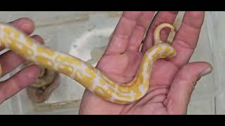 Ball Python Clutch 2026-04 Update 