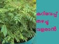 കറിവേപ്പില തഴച്ചു വളരാൻ Curry Leaves Cultivation Tips