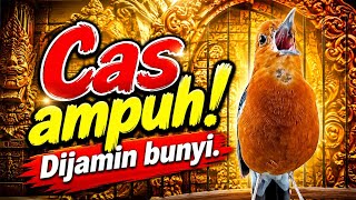 Ngecas anis merah paling ampuh dijamin membuat burung anis merah lain ikut gacor ngeplong