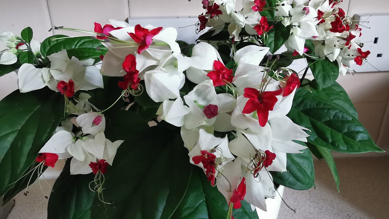 Clerodendron thomsoniae, the Bleeding Glory-Bower. A rare houseplant with very strange flowers