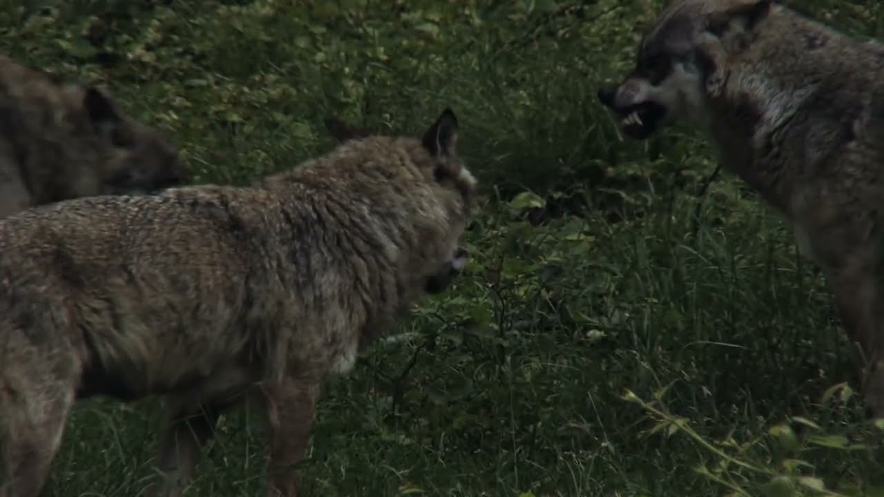 Prales Stužica - PRALESY SLOVENSKA (E01)