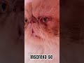 Obrigada Deus pela vida que me confiou para cuidar #gatopersa #shorts #persiancat #pets #satisfying