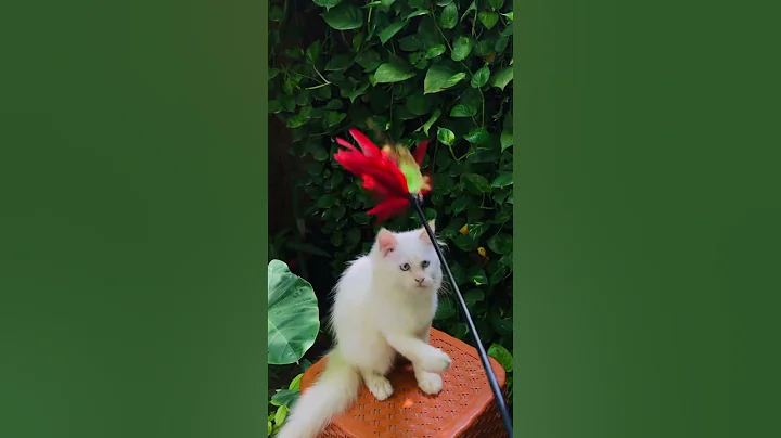 Video 3287541: eyes female persian kitten, persian kitten blue eyes