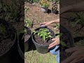 Growing ROMA tomatoes in CONTAINERS #shorts