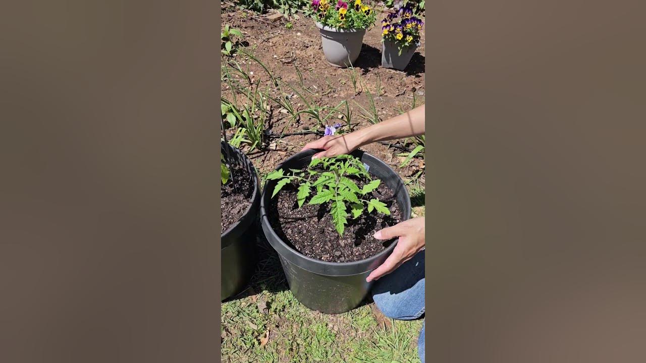 Growing ROMA tomatoes in CONTAINERS shorts YouTube