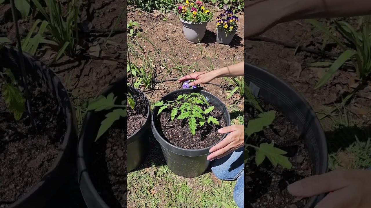 Growing ROMA tomatoes in CONTAINERS 
