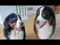 So you think you want a Bernese Mountain Dog? To know before getting a Berner