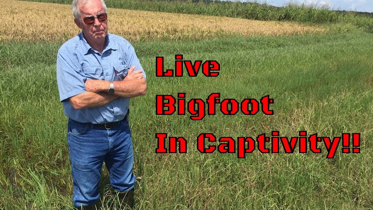 PAYING TO SEE A CAPTIVE LIVE BIGFOOT!! 
