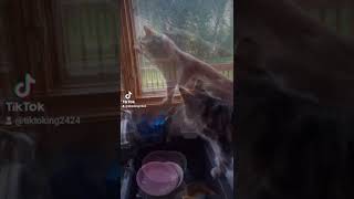 Maine Coons Hunt Wasp by Maine Coon Adventures 10 views 1 year ago 1 minute, 12 seconds