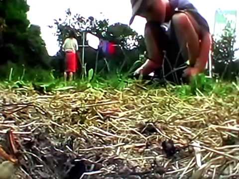 Video: Australian Jack Jumper Ant Facts - Tswj Jack Jumper Ants Ze Lub Vaj