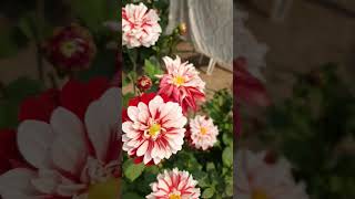 Phool  Tumhe Bheja Hai Khat Mein Song viral pel Subscribe Like 