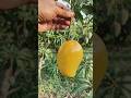 Man mango khetali #ai #garden #ai #fruit #agriculture #gardening #creativepassion#nature #shortsfeed
