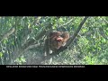 Bekantan Paloh // Si Hidung Mancung Penghuni Hutan Mangrove Paloh