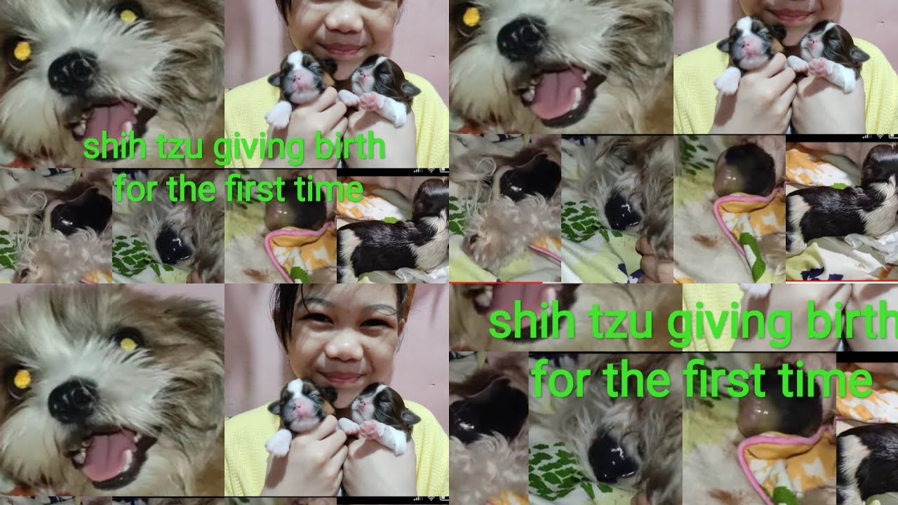 shih-tzu-first-time-giving-birth-at-56-days-skye-pregnancy-journey