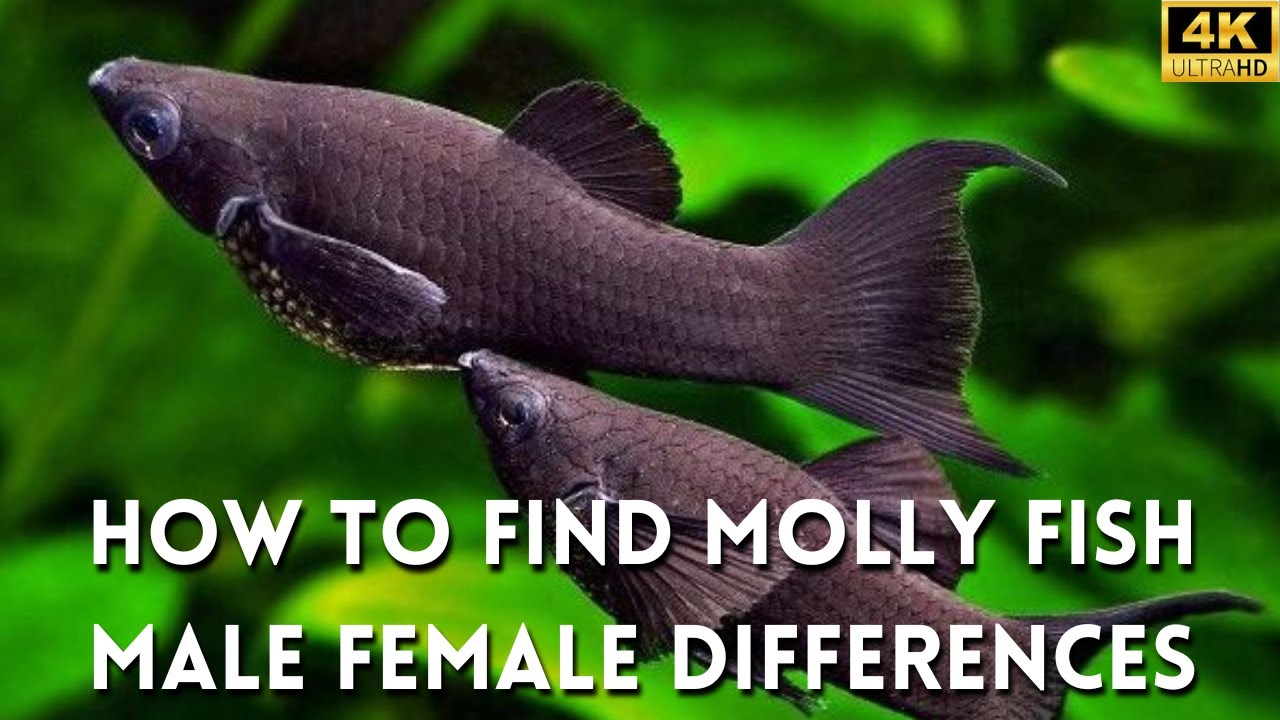 Molly Fish Male Or Female? How To Find Molly Fish Male Female