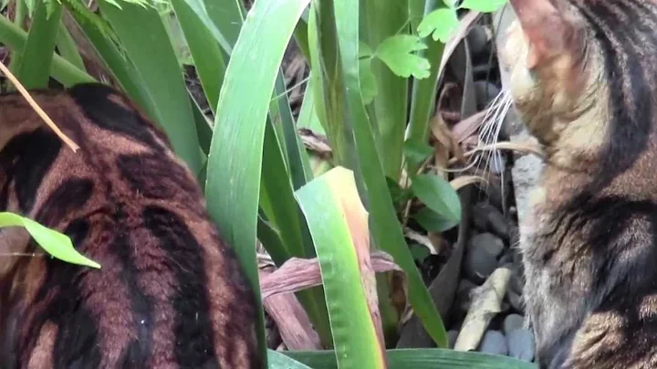 Video 11018291: bengal cat hunting